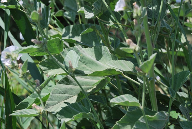 Althaea officinalis / Altea comune